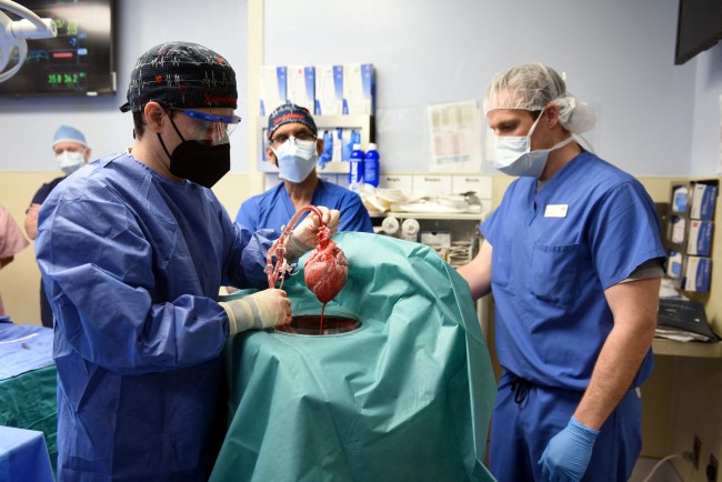 Surgeons perform pig heart transplant in Baltimore